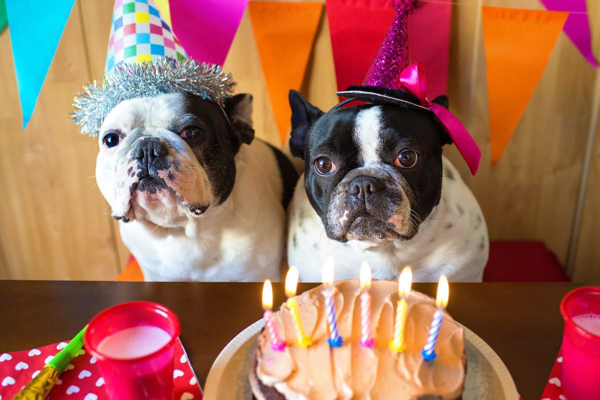 deux chiens déguisés pour un anniversaire