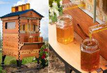 Une ruche Flow Hive et des pots de miel