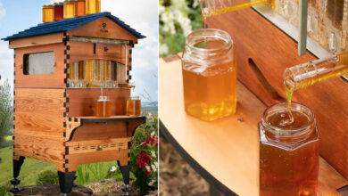 Une ruche Flow Hive et des pots de miel