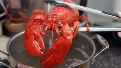 Un homard cuit est extrait d'une casserole dans la cuisine.