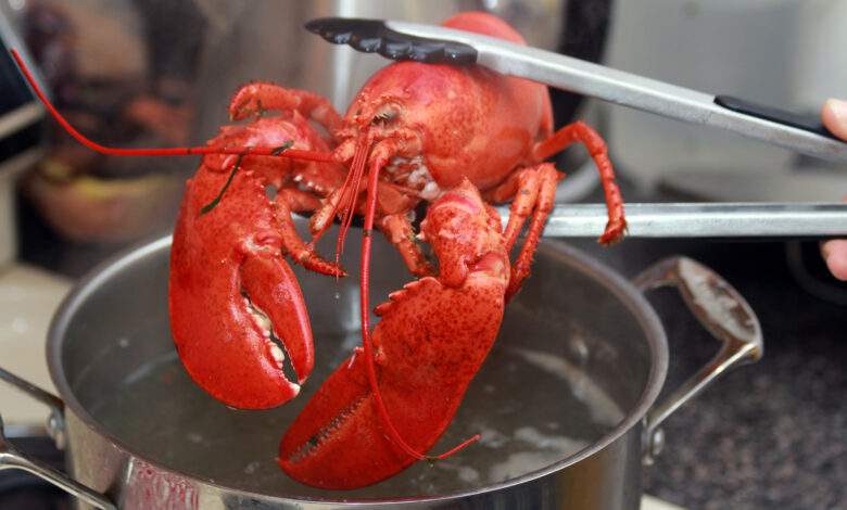 Un homard cuit est extrait d'une casserole dans la cuisine.