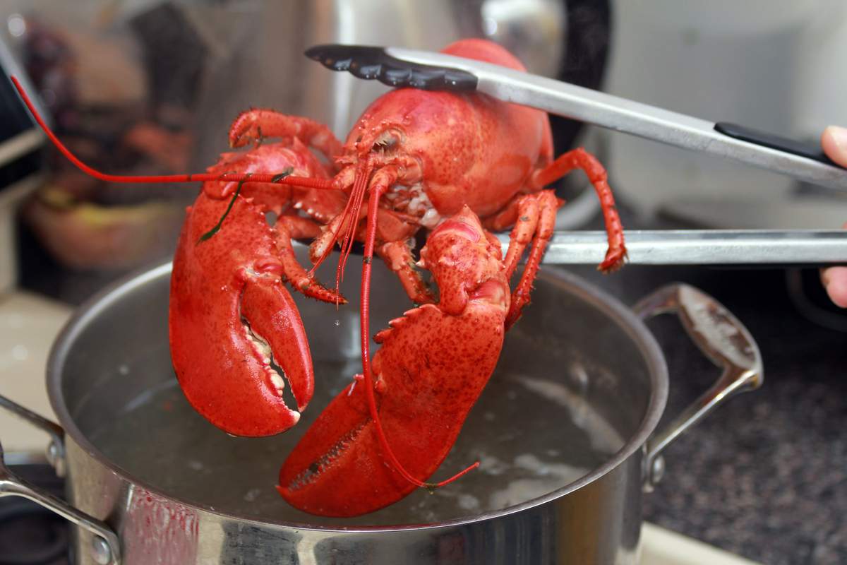 Un homard cuit est extrait d'une casserole dans la cuisine.