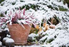 Bruyère commune, Calluna vulgaris, en pot de fleurs recouvert de neige, genévrier à feuilles persistantes en arrière-plan, jardin enneigé en hiver