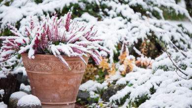 Bruyère commune, Calluna vulgaris, en pot de fleurs recouvert de neige, genévrier à feuilles persistantes en arrière-plan, jardin enneigé en hiver