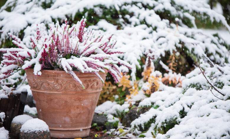 Bruyère commune, Calluna vulgaris, en pot de fleurs recouvert de neige, genévrier à feuilles persistantes en arrière-plan, jardin enneigé en hiver