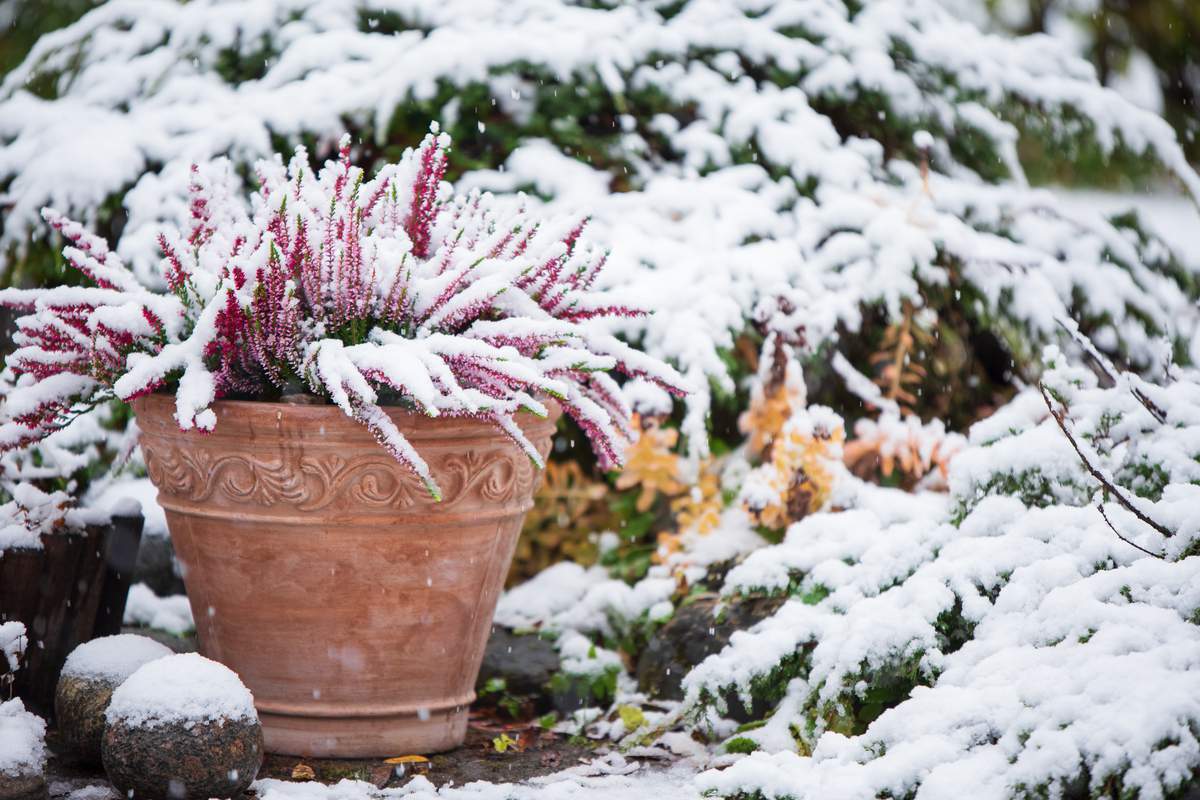 Bruyère commune, Calluna vulgaris, en pot de fleurs recouvert de neige, genévrier à feuilles persistantes en arrière-plan, jardin enneigé en hiver