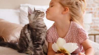 Petite fille se reposant sur le lit avec son chaton. L'enfant embrasse un chat