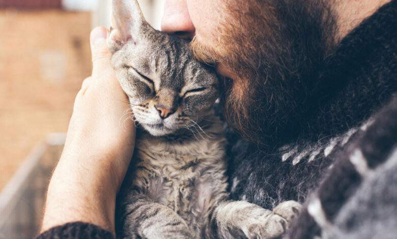 Mais au fait, pourquoi les chat ronronnent ?