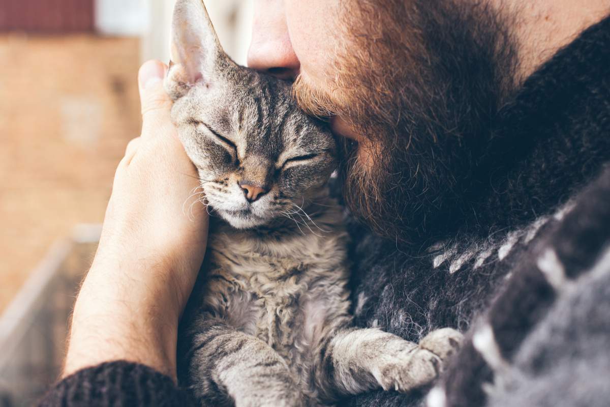 Mais au fait, pourquoi les chat ronronnent ?