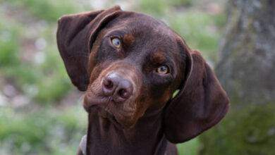 Un grand chien assis brun à la tête inclinée et à l'expression curieuse