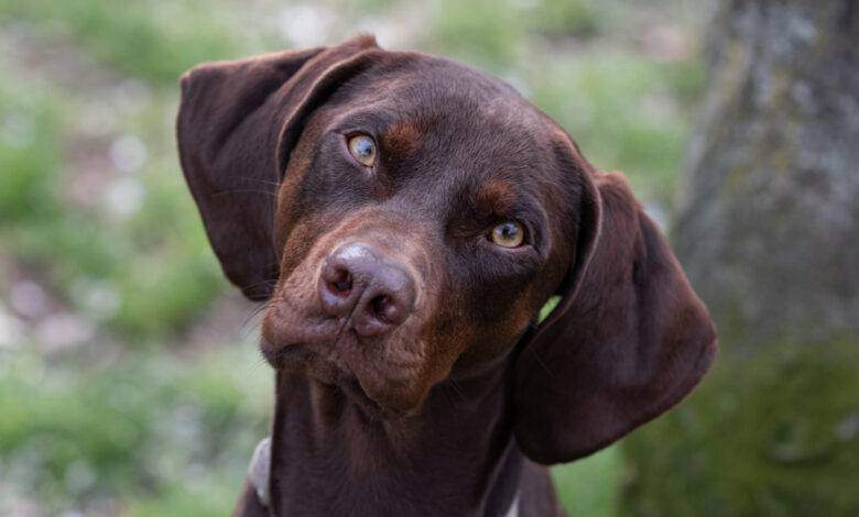 Un grand chien assis brun à la tête inclinée et à l'expression curieuse