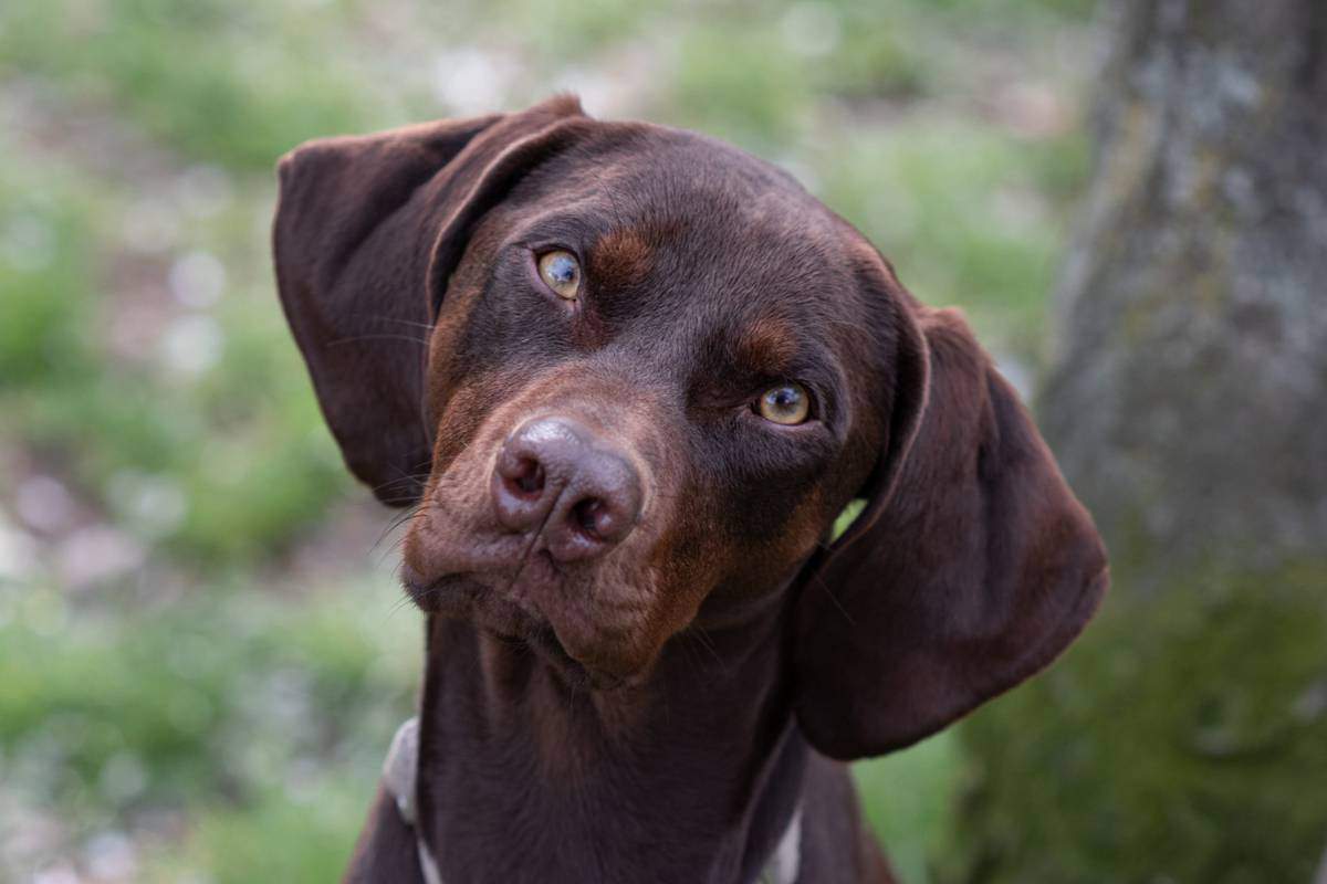 Un grand chien assis brun à la tête inclinée et à l'expression curieuse