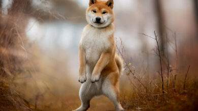 Un mignon jeune chien Shiba Inu