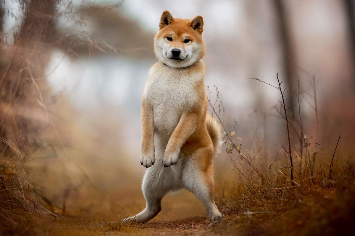 Un mignon jeune chien Shiba Inu