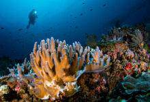 Le corail dans les eaux cristallines de Raja Ampat
