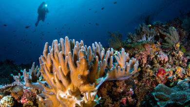 Le corail dans les eaux cristallines de Raja Ampat