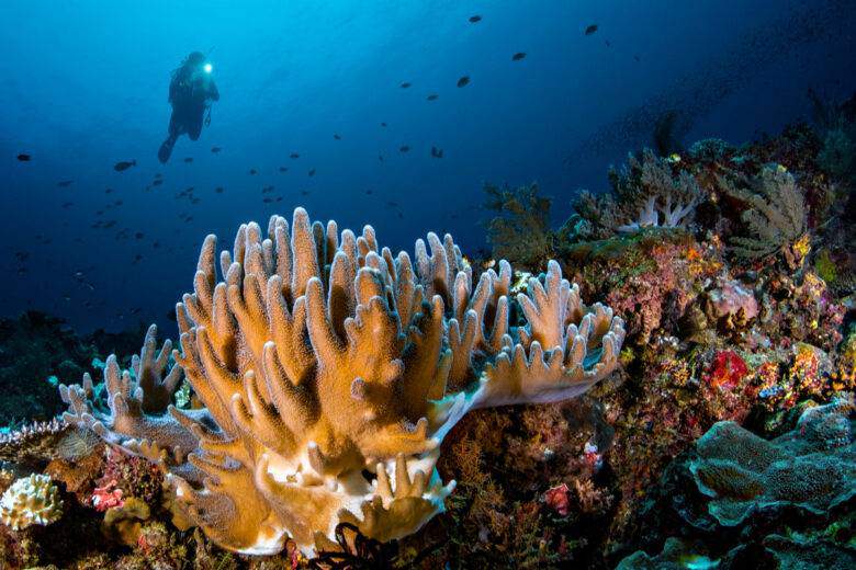 Le corail dans les eaux cristallines de Raja Ampat