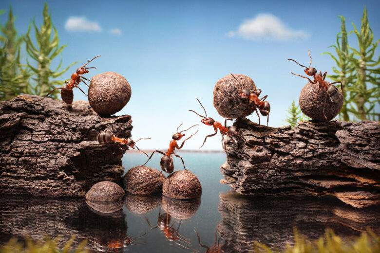 Le système sociale des fourmis est très similaire à celui des sociétés humaines