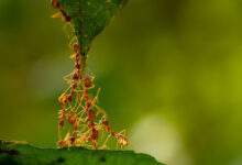 Le système sociale des fourmis est très similaire à celui des sociétés humaines