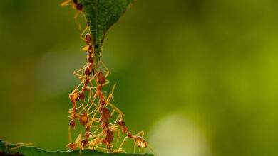 Le système sociale des fourmis est très similaire à celui des sociétés humaines