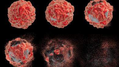 images montrant différents stades de destruction d'une cellule tumorale