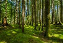 Forêt en Colombie-Britannique avec un sol de mousse
