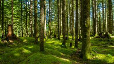 Forêt en Colombie-Britannique avec un sol de mousse