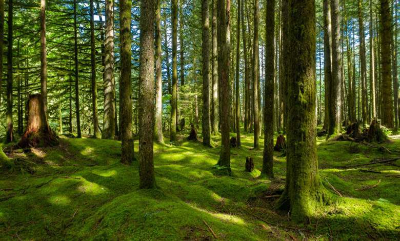 Forêt en Colombie-Britannique avec un sol de mousse