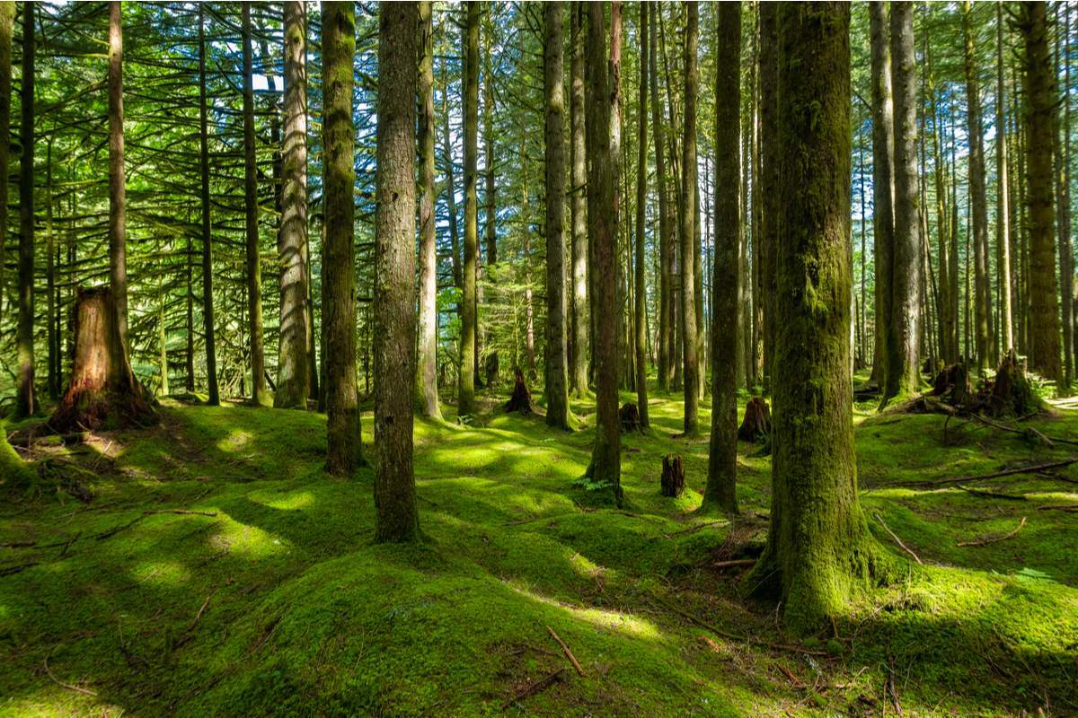 Forêt en Colombie-Britannique avec un sol de mousse