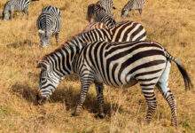 Troupeau de zèbres dans la savane du parc national du cratère du Ngorongoro en Tanzanie