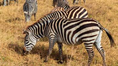 Troupeau de zèbres dans la savane du parc national du cratère du Ngorongoro en Tanzanie