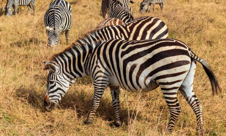 Troupeau de zèbres dans la savane du parc national du cratère du Ngorongoro en Tanzanie