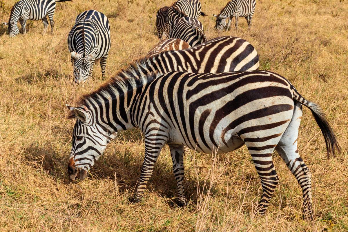 Troupeau de zèbres dans la savane du parc national du cratère du Ngorongoro en Tanzanie