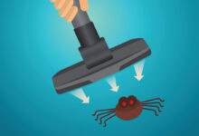 Pourquoi ne faut-il pas tuer les araignées, et encore moins les passer dans l'aspirateur ?
