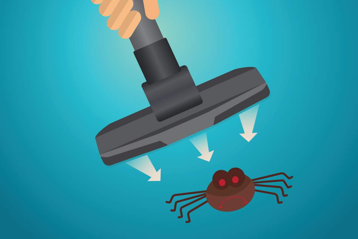Pourquoi ne faut-il pas tuer les araignées, et encore moins les passer dans l'aspirateur ?