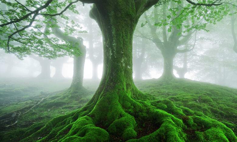 La Ville de Lyon va transformer les grands végétaux en "arbres de pluie"