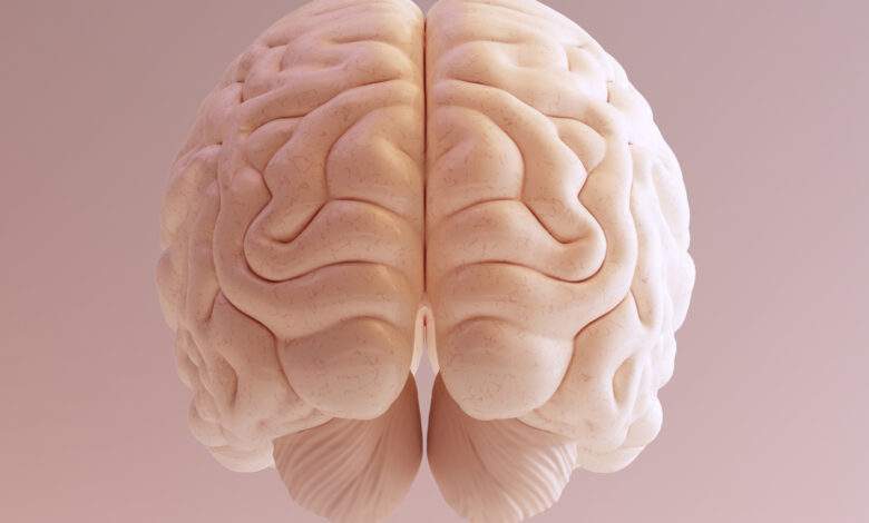 La taille du cerveau humain diminue à cause de l'intelligence collective d'après cette hypothèse scientifique