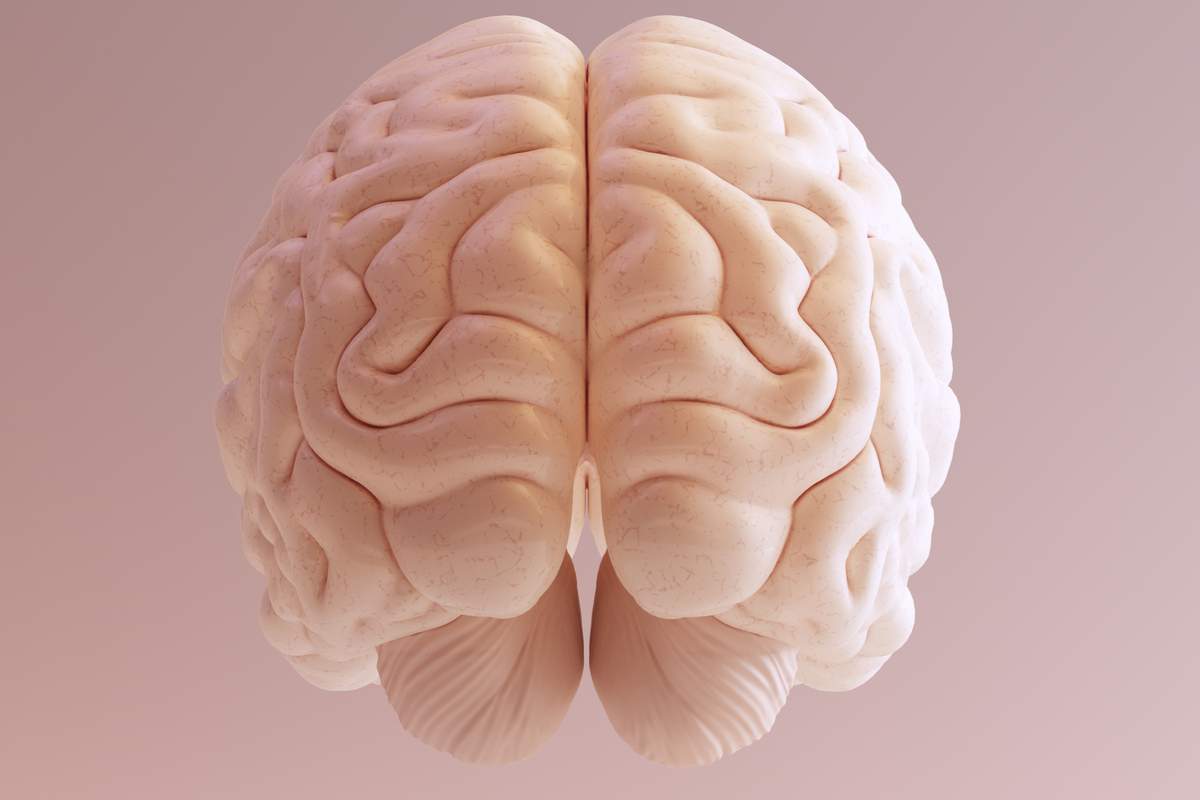 La taille du cerveau humain diminue à cause de l'intelligence collective d'après cette hypothèse scientifique