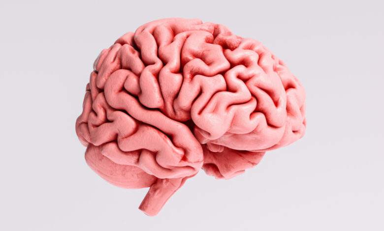 La taille du cerveau humain diminue à cause de l'intelligence collective d'après cette hypothèse scientifique