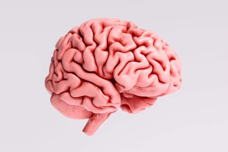 La taille du cerveau humain diminue à cause de l'intelligence collective d'après cette hypothèse scientifique