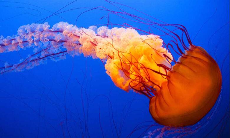 Des méduses oranges dansent dans l'eau de l'océan bleu foncé.