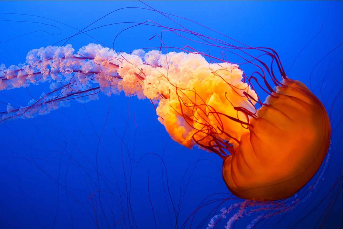 Des méduses oranges dansent dans l'eau de l'océan bleu foncé.