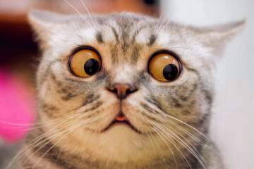 Votre Chat Pete Litteralement Les Plombs Chaque Soir On Vous Explique Pourquoi Neozone