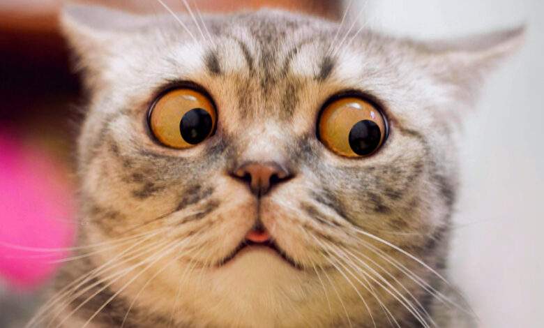 Votre chat pète littéralement les plombs chaque soir ? On vous explique pourquoi !