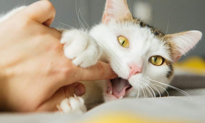 Voici les raisons qui expliquent pourquoi votre chat vous mord