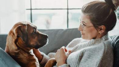Les comportementalistes canins vous déconseillent fermement "d'aboyer sur votre chien" comme sur Tik Tok