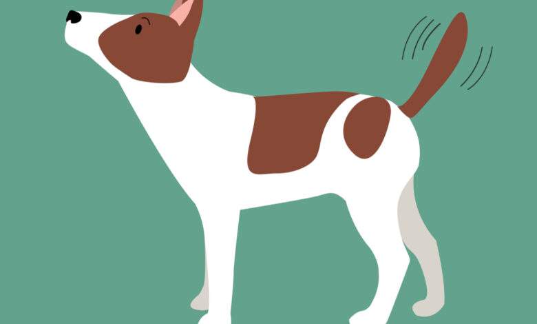Le chien peut exprimer différentes émotions selon la façon dont il remue la queue