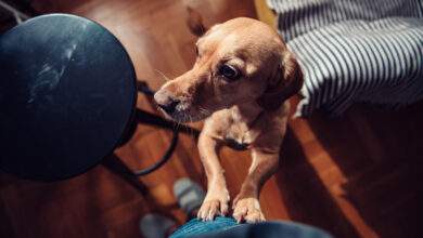 Votre chien vous saute dessus quand vous rentrez à la maison ? Ce n'est pas par amour, mais pour une toute autre raison !