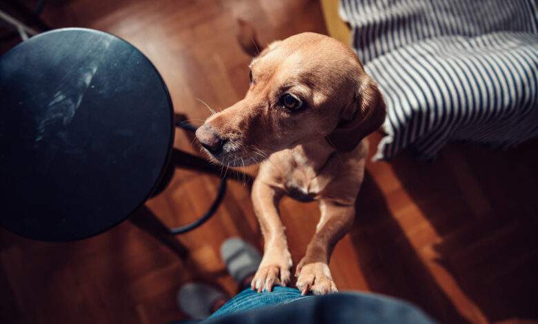 Votre chien vous saute dessus quand vous rentrez à la maison ? Ce n'est pas par amour, mais pour une toute autre raison !