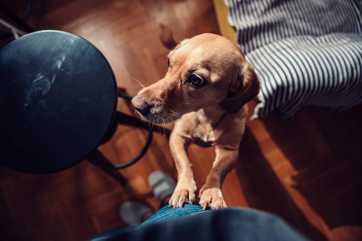 Votre chien vous saute dessus quand vous rentrez à la maison ? Ce n'est pas par amour, mais pour une toute autre raison !